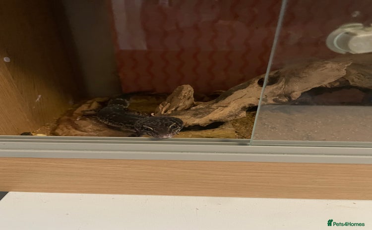 Gecko reptiles - Advert 1