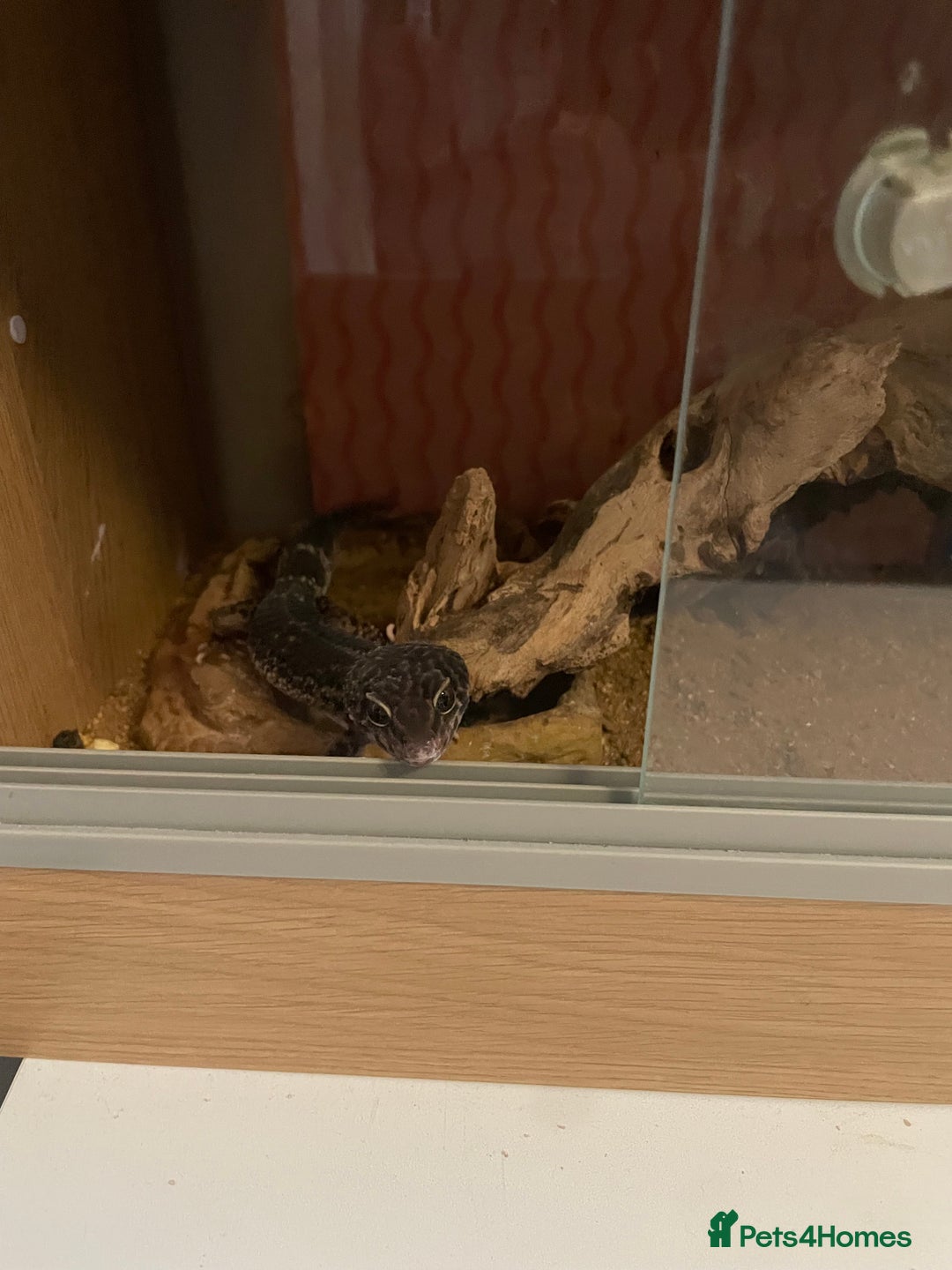 Gecko reptiles for sale: Geko Lizard Leopard   - Image 1