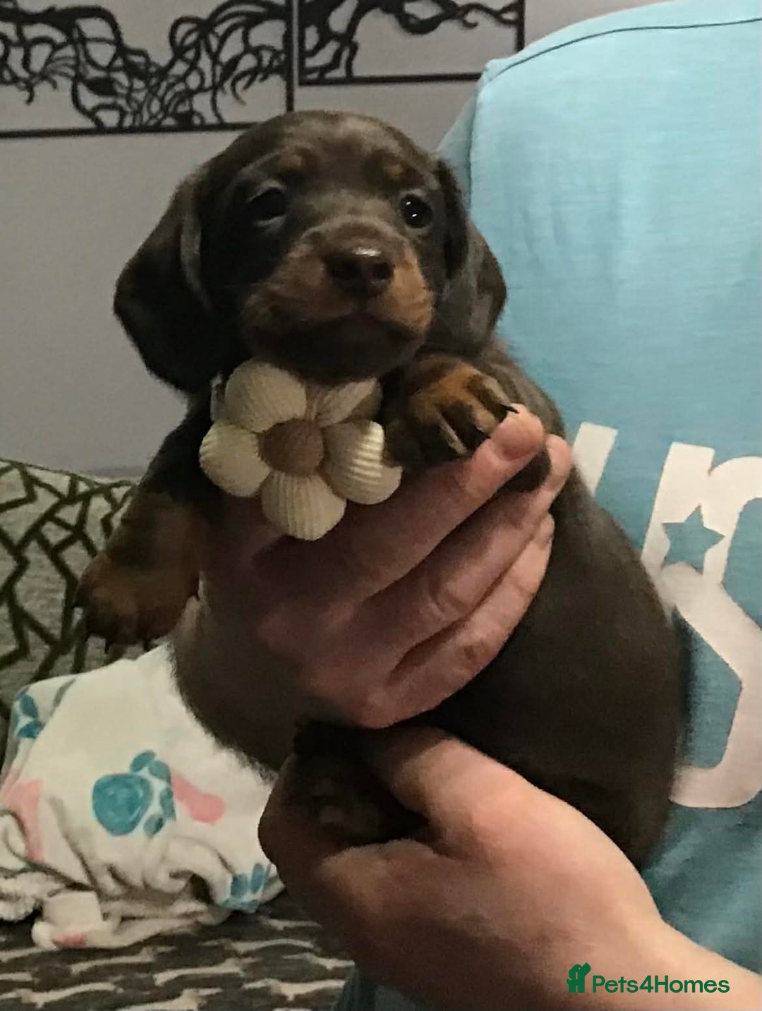 Miniature Dachshund dogs for sale: Stunning Minis - Advert 1