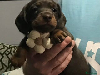 Miniature Dachshund dogs Stunning Minis - Advert 6