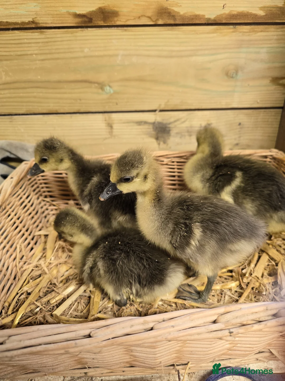 Geese poultry for sale: Grey Sebastopol goslings  - Advert 6