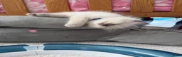Ragdoll cats for sale: Magical dolls in Hinckley - Advert 4