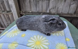 Guinea Pig rodents for sale: Guinea pigs  - Image 1