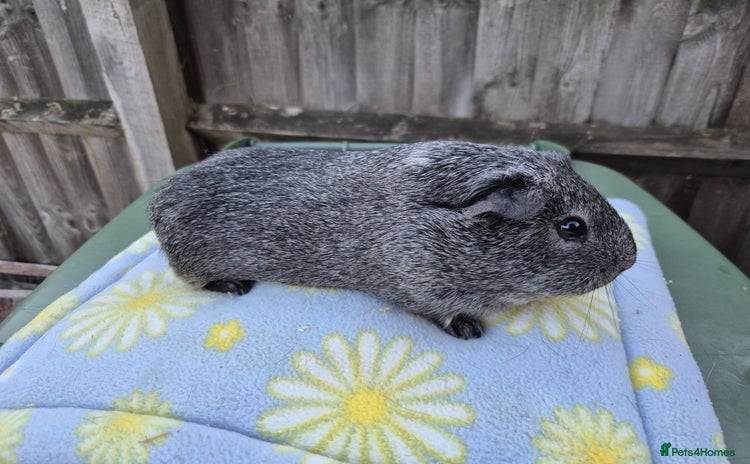 Guinea Pig rodents - Advert 1