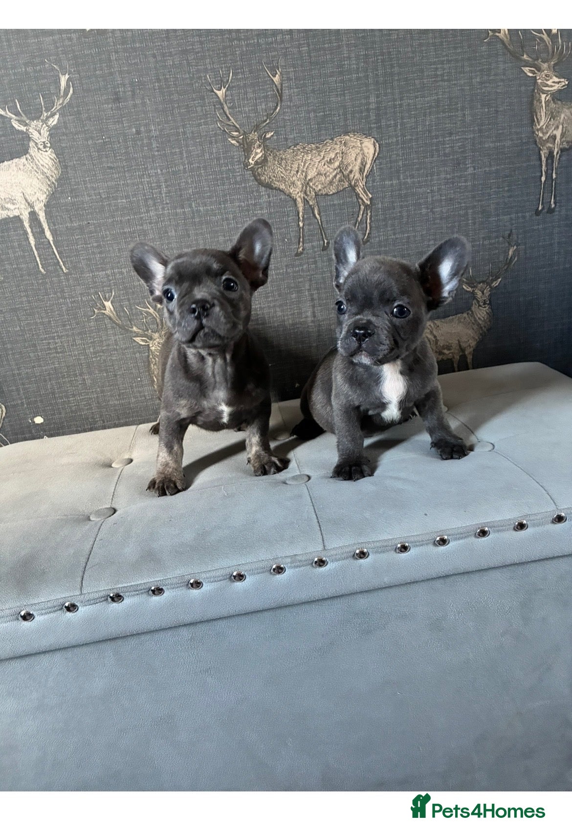French Bulldog dogs 2 blue frenchies ready to leave on Friday  - Advert 12