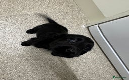 Cocker Spaniel dogs for sale: Show type cocker spaniel puppies  - Image 13