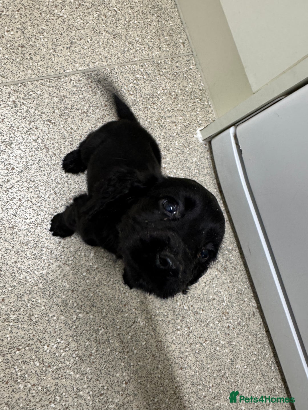 Cocker Spaniel dogs for sale: Show type cocker spaniel puppies  - Image 13
