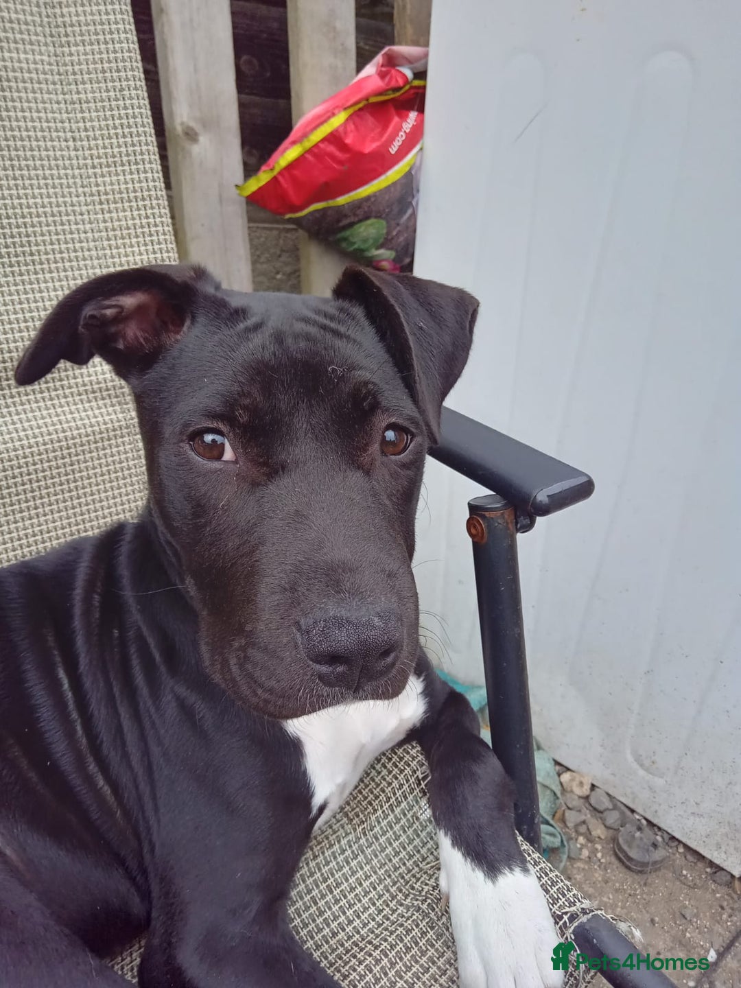 Mixed Breed dogs for sale: Puppies for sale  - Advert 14