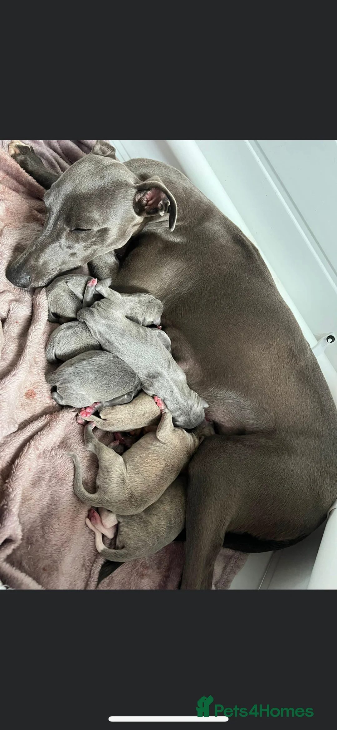 Whippet dogs for stud: Small 19",heart test clear,Full Blue Kc reg stud in Bishop Auckland - Advert 32