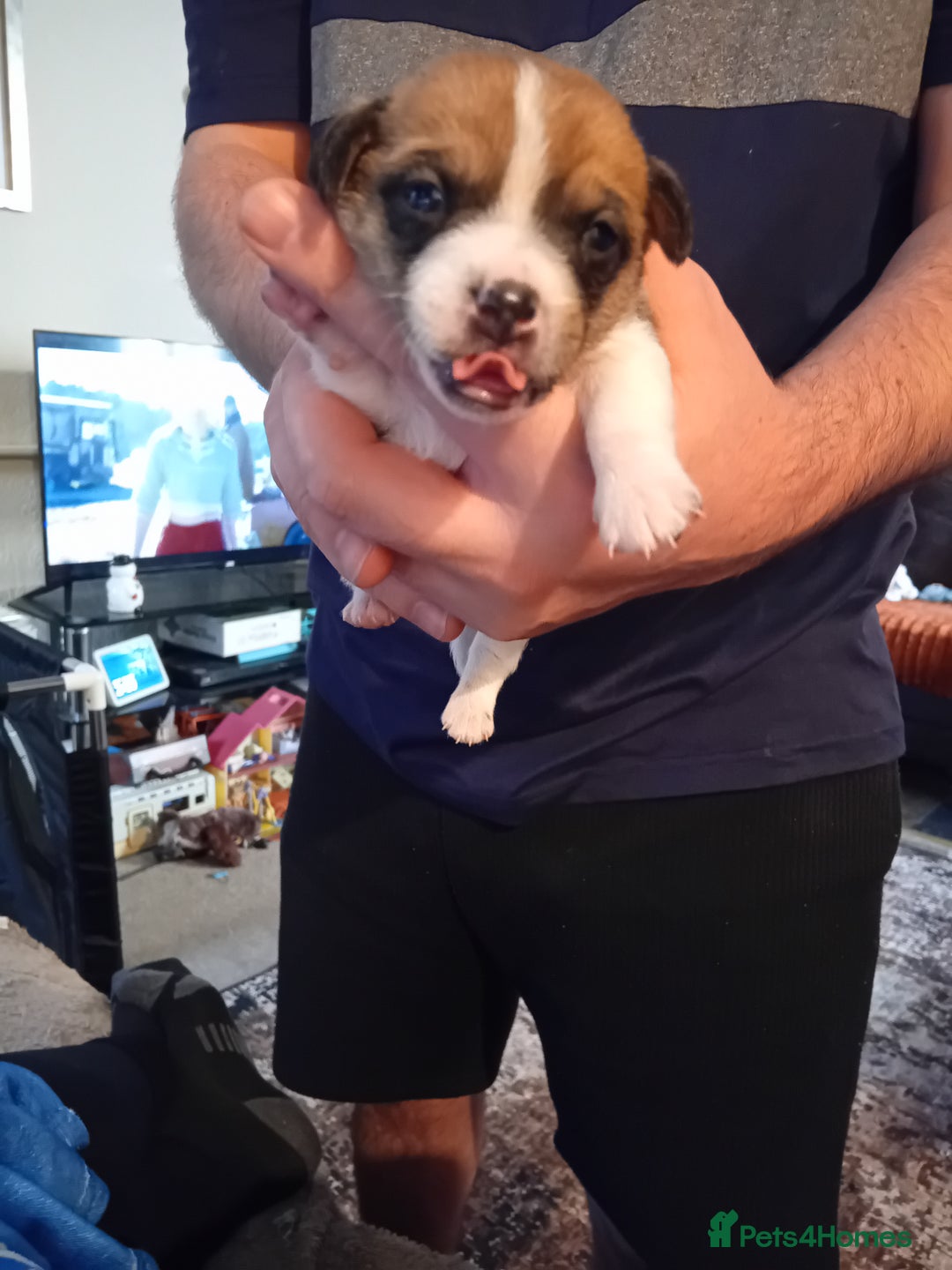 Jack Russell dogs for sale: 6 beautiful Jack russells available  - Advert 2