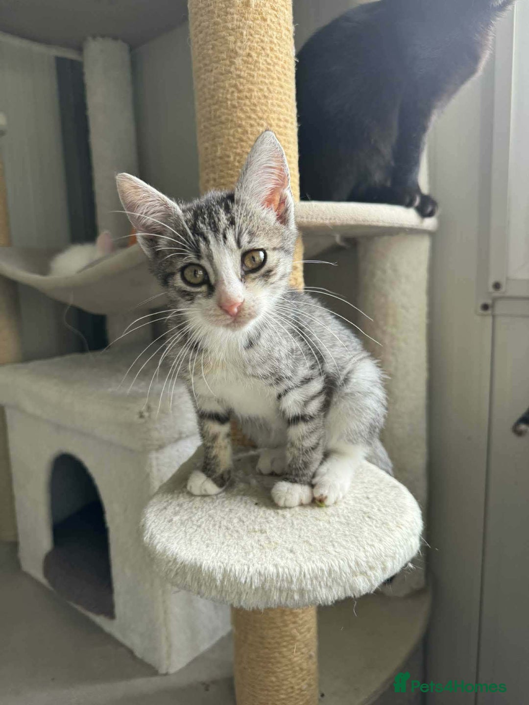 Mixed Breed cats for adoption: River - Norwich Norfolk  - Advert 3