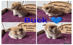 Mini Lop rabbits for sale: Gorgeous pure breed mini lops  - Image 2