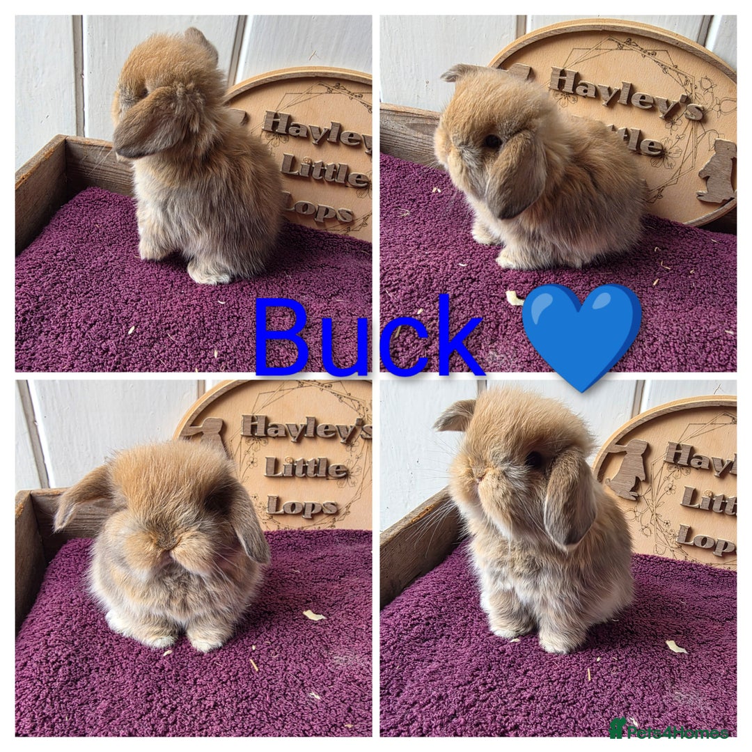 Mini Lop rabbits for sale: Gorgeous pure breed mini lops  - Image 2