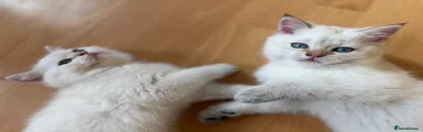 British Shorthair Kitten 2
