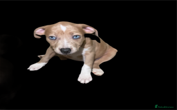 Mixed Breed dogs for sale: Ready to leave Staff x bulldog puppies  - Image 25