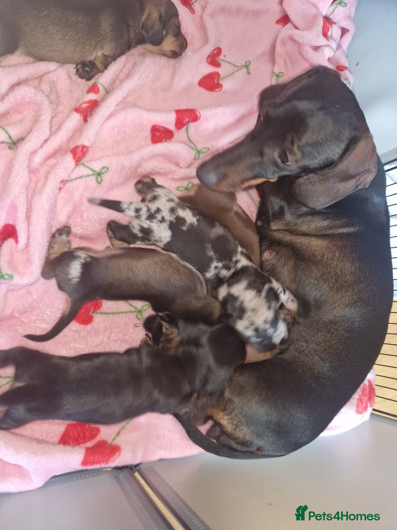 Miniature Dachshund dogs Miniature-dachshund  - Advert 1