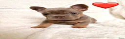 French Bulldog dogs for sale:  MASSIVELY REDUCED AGAIN!!READY TO LEAVE-frenchies - Advert 30
