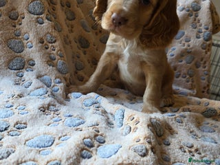 Cocker Spaniel dogs Cocker spaniel puppies - Advert 6