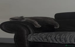 British Shorthair cats for sale: Bella The British Shorthair - Image 2