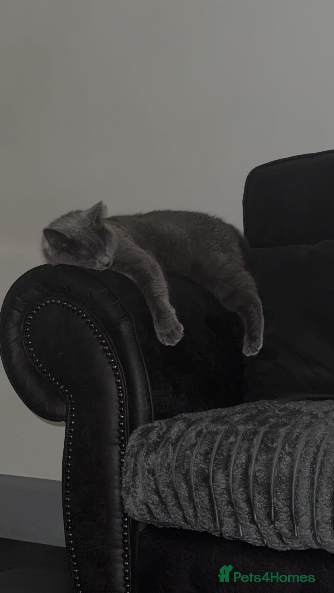 British Shorthair cats for sale: Bella The British Shorthair - Image 2
