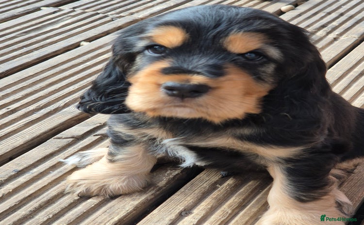 Cocker Spaniel dogs - Advert 5