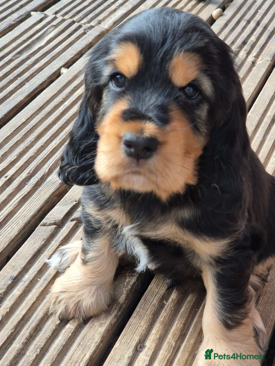 Cocker Spaniel dogs for sale: 1 Black and Tan boy KC Show Cocker Spaniel - Image 1