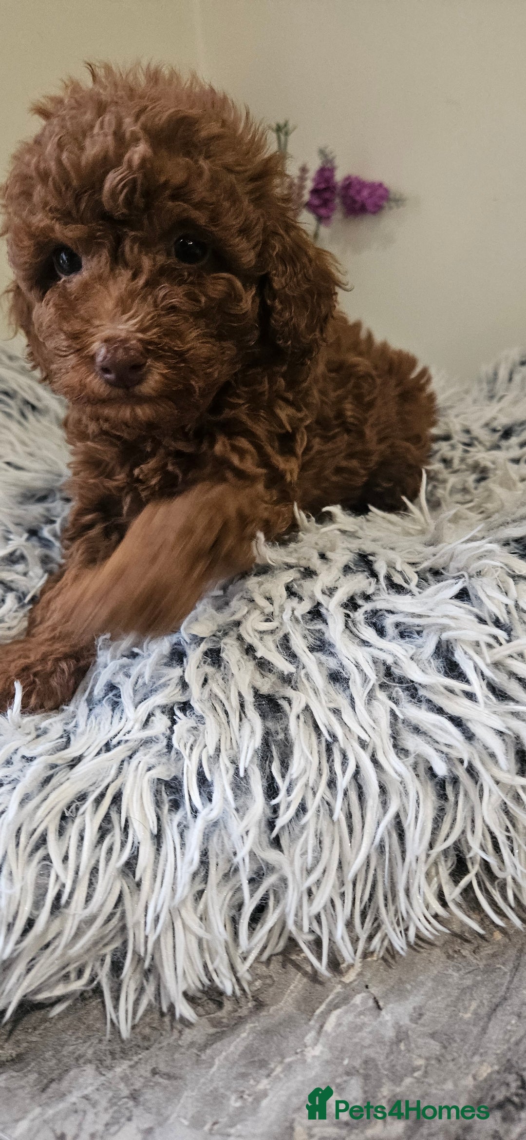 Toy Poodle dogs for sale: Beautiful Red Toy Poodle Puppies - Advert 8