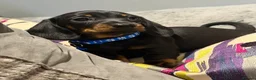 Miniature Dachshund dogs for sale: Stunning kc reg mini smooth pups ready to go  - Advert 18