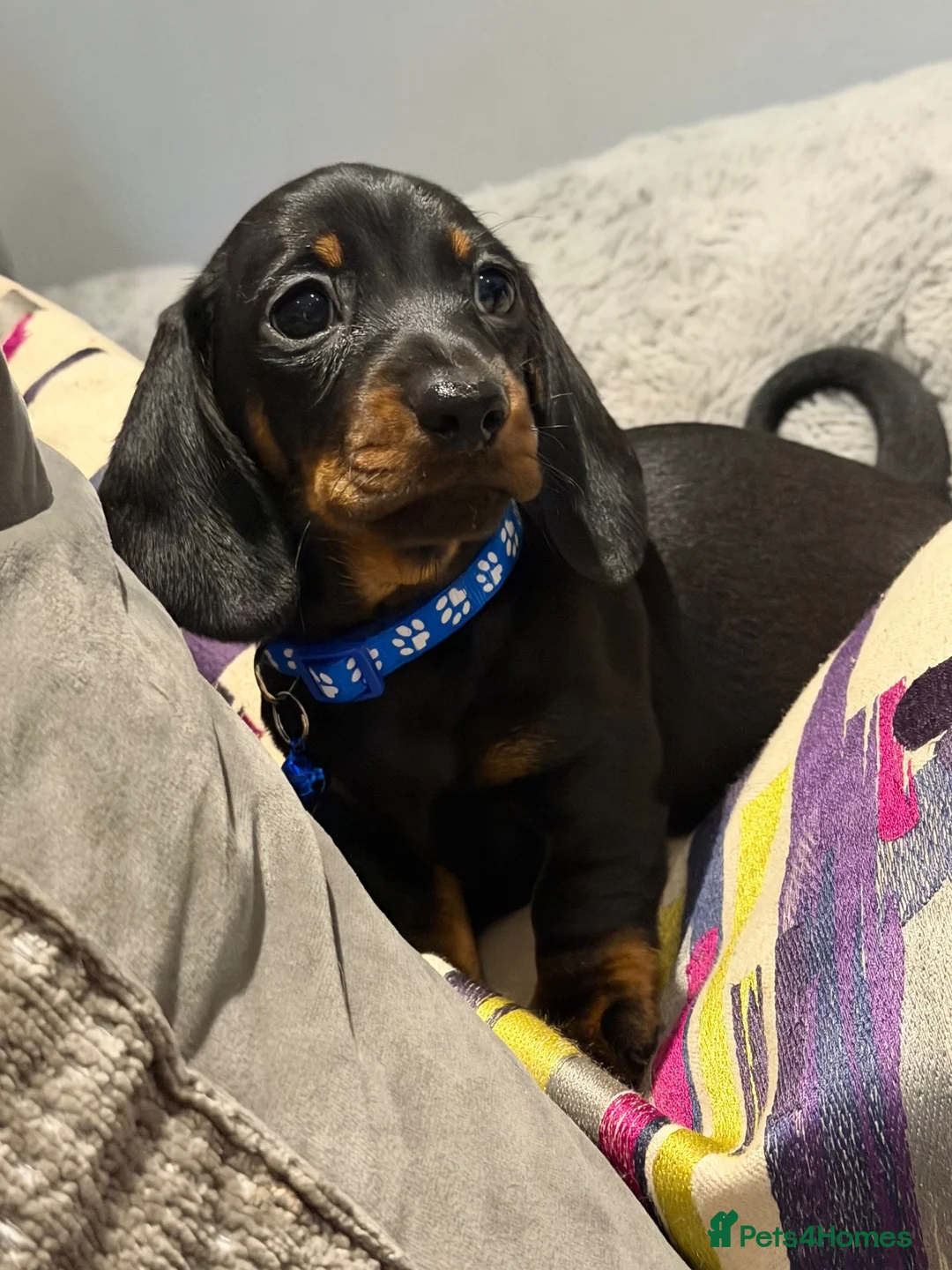 Miniature Dachshund dogs for sale: Stunning kc reg mini smooth pups ready to go  - Advert 18