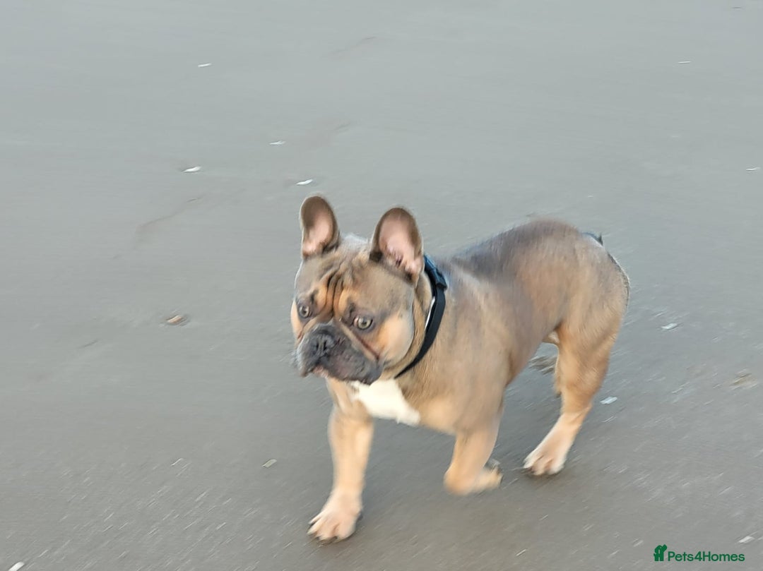 French Bulldog dogs for stud: Kc Reg Blue Fawn French Bulldog For Stud *PROVEN* in Irvine - Image 7