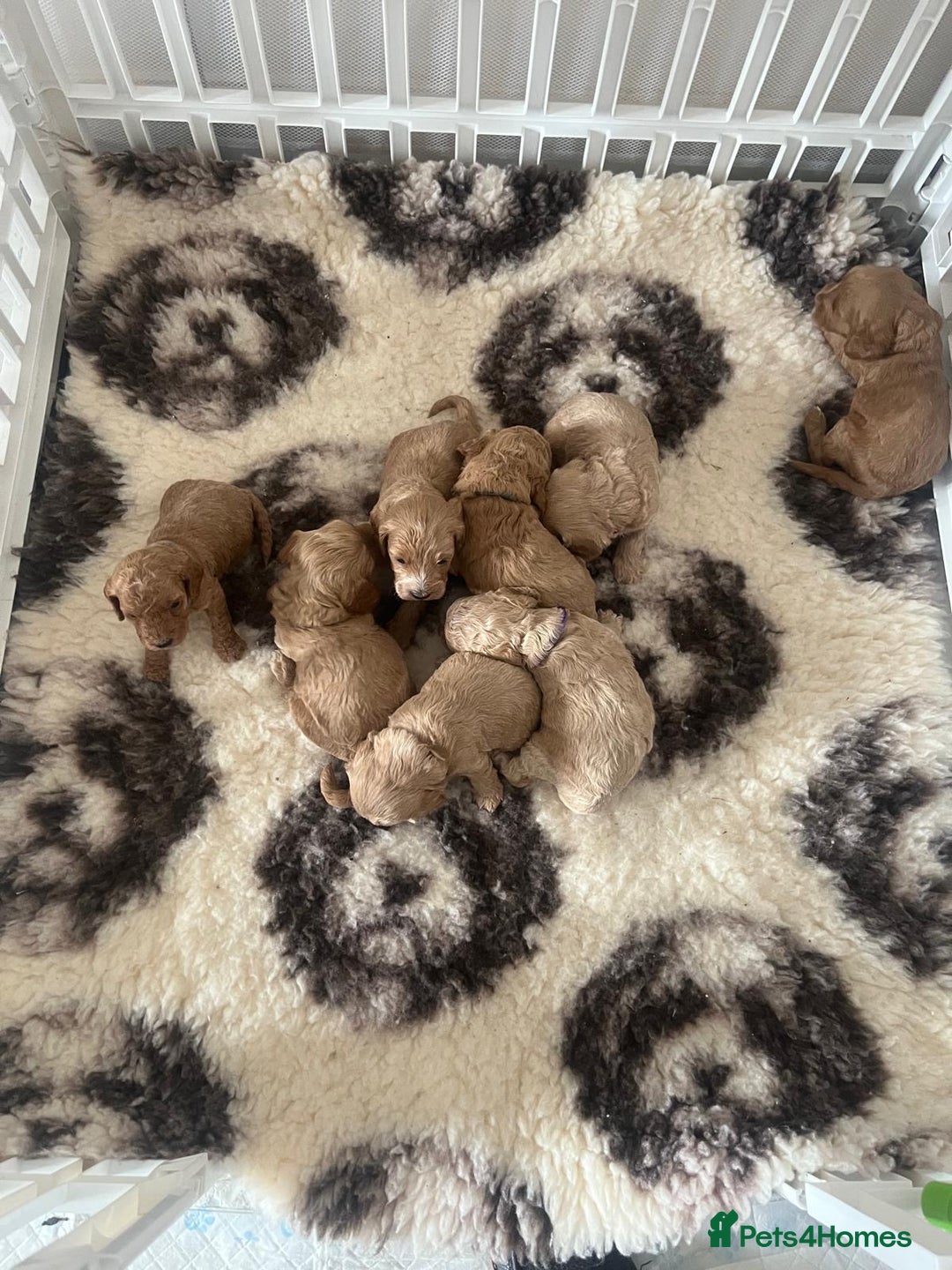 Cockapoo dogs for sale: ⭐️F1B cockapoo puppies⭐️ - Image 4