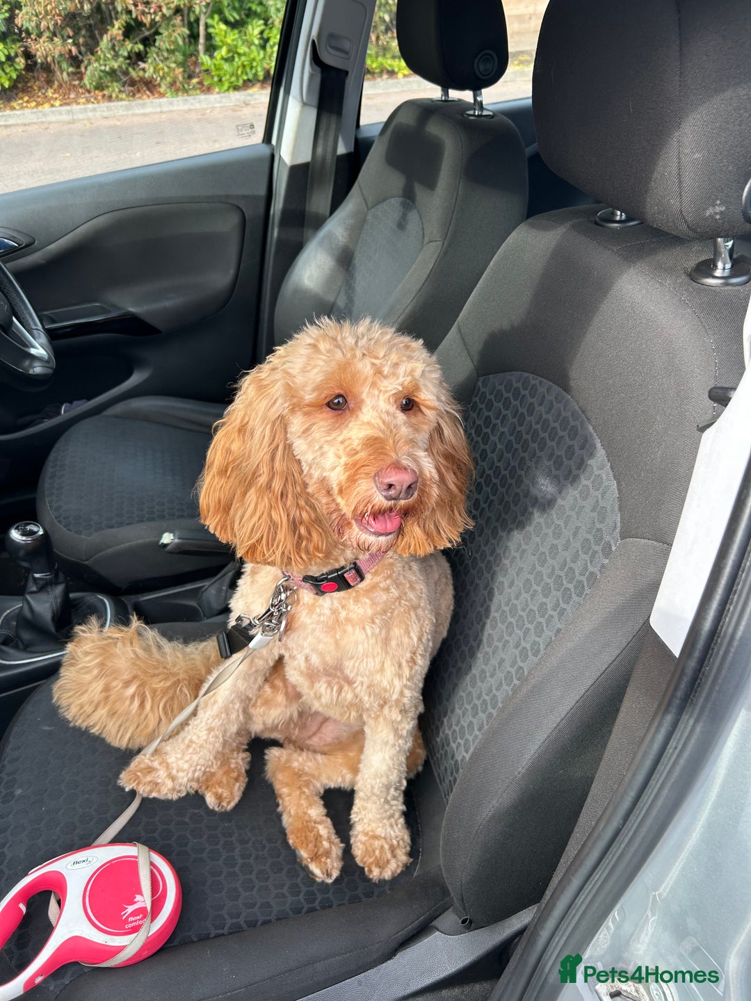 Cockapoo dogs for sale: Bonnie cockapoo  - Advert 4