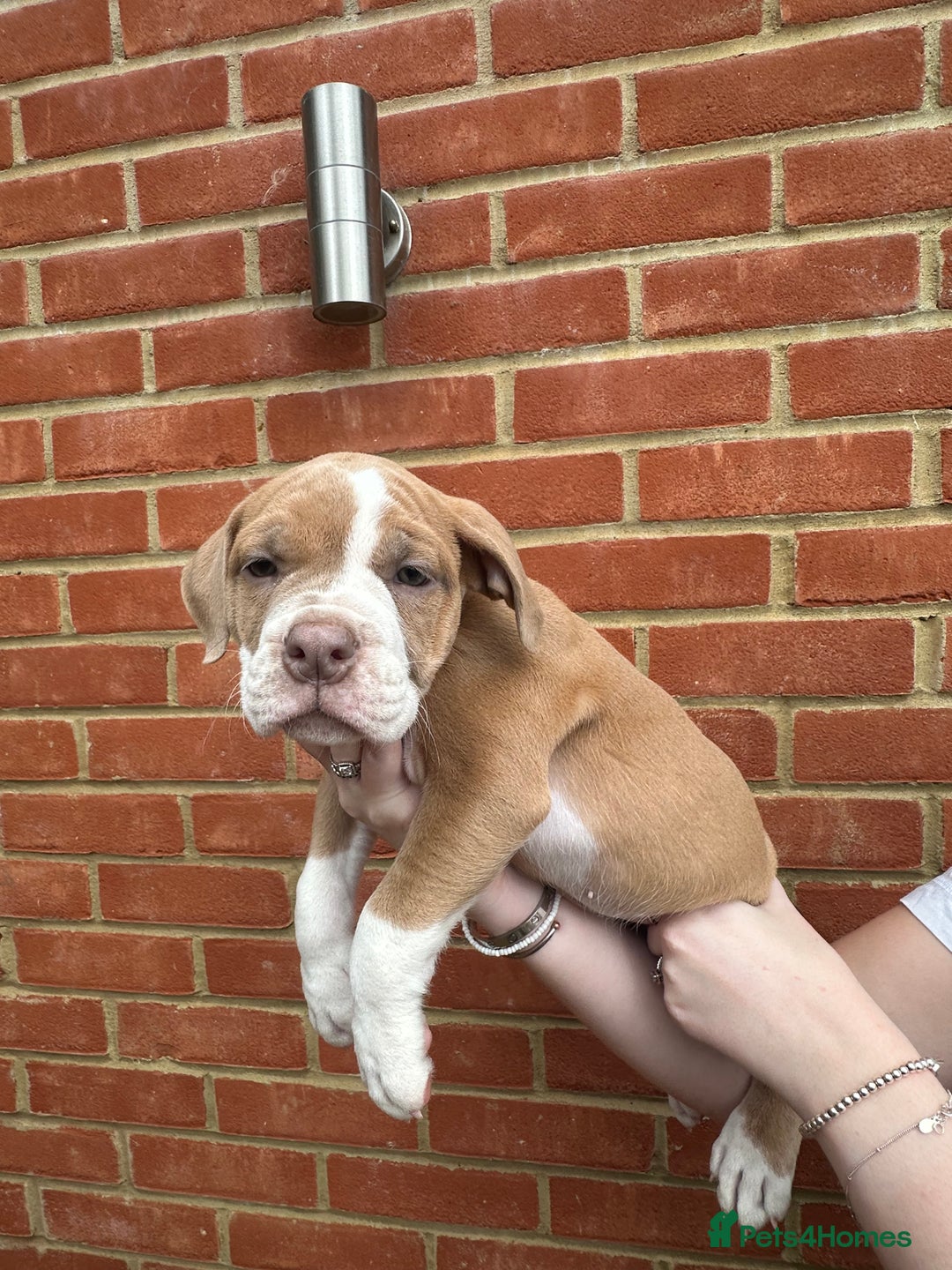 Olde English Bulldogge dogs for sale: OLDE ENGLISH BULLDOGGE PUPPIES in Epping - Image 6