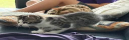 Bengal cats for sale: Stunning Bengal cross boy  - Advert 5
