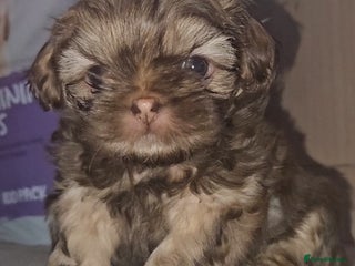 Shih Tzu dogs Imperial Shih Tzu - Advert 8