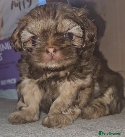 Shih Tzu dogs Imperial Shih Tzu - Advert 12