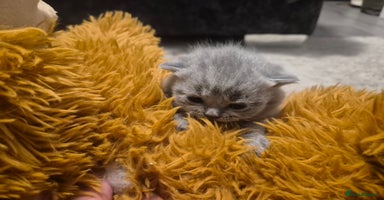 British Shorthair cats - Advert 15