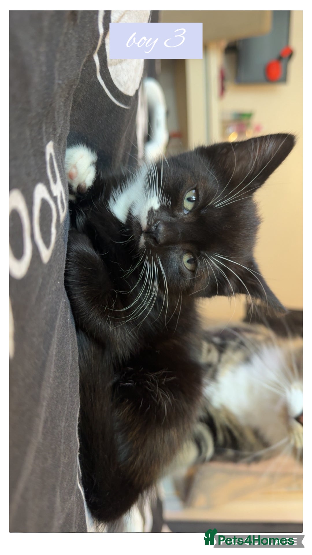 Domestic Shorthair cats for sale: kittens  - Advert 3