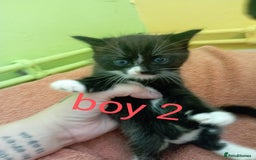 British Shorthair cats for sale: 2 boy kittens for sale - Image 2