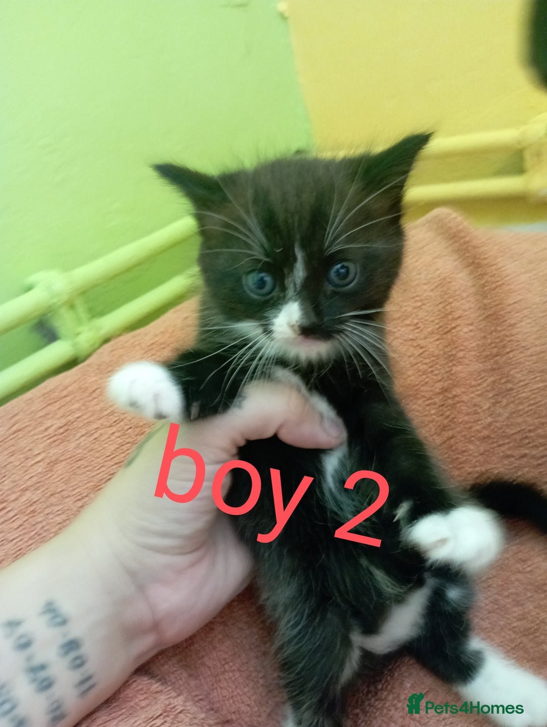 British Shorthair cats for sale: 2 boy kittens for sale - Image 2