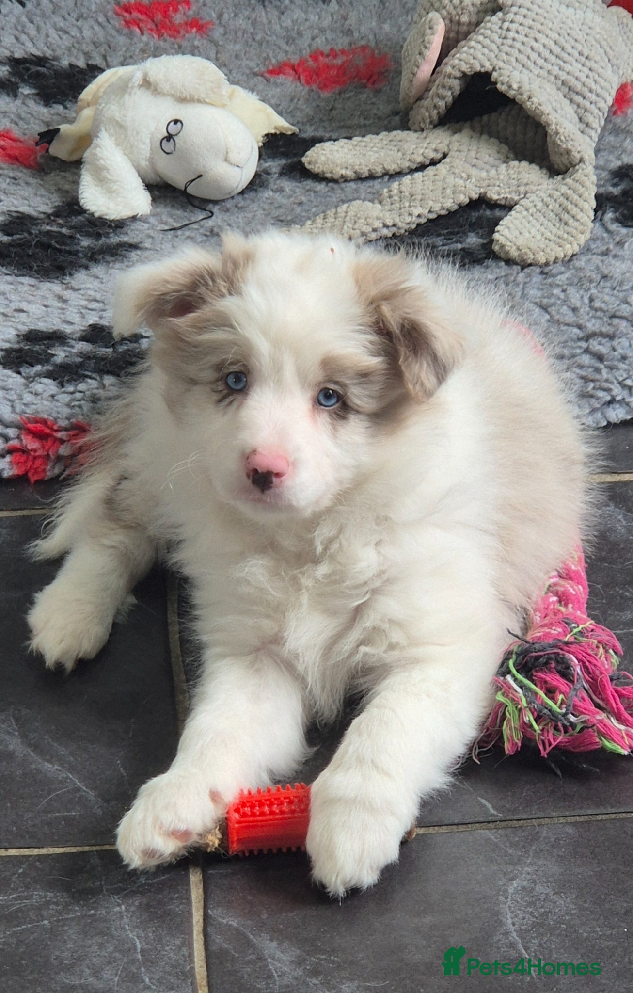 Border Collie dogs Just one outstanding merle girl available . - Advert 1