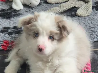 Border Collie dogs Just one outstanding merle girl available . - Advert 1