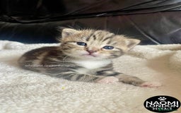 Bengal cats for sale: ⭐️ BENGAL KITTEN FOR SALE! ⭐️ 🩷❤️🧡💛💚🩵💙💜 - Image 15