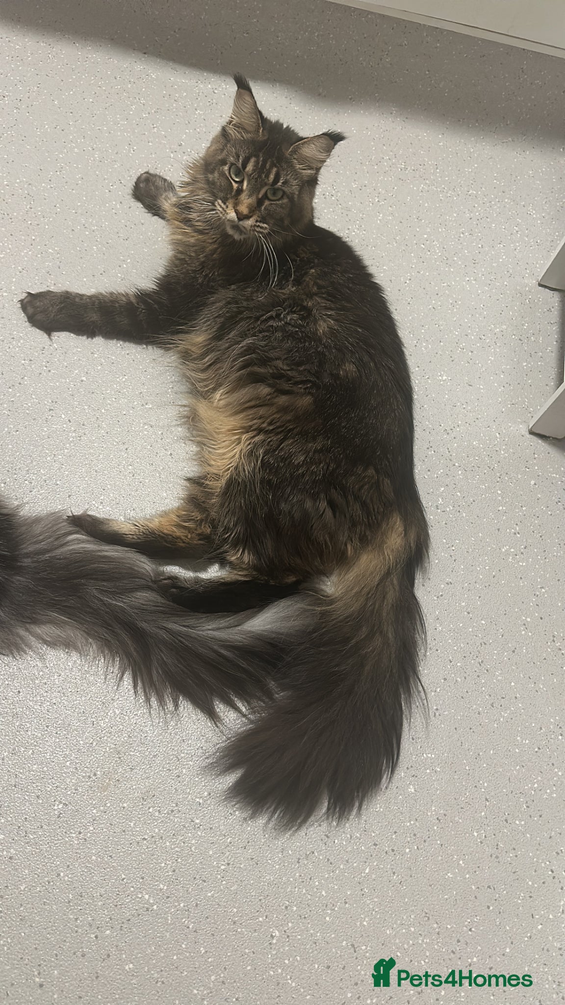 Maine Coon cats for sale: Stunning Maine Coon Litter Of Kittens  in Billericay - Advert 11