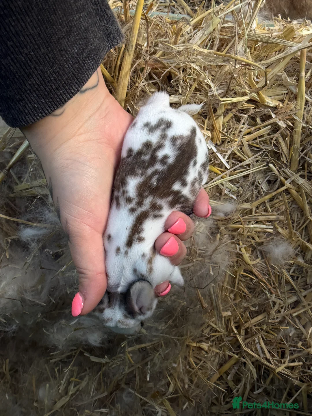 Mixed Breed rabbits for sale: Continental giant x French lop (big breed) - Advert 6