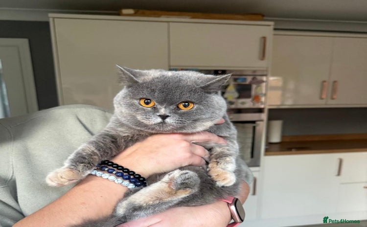 British Shorthair cats Pedigree British shorthair kittens for sale  - Advert 1