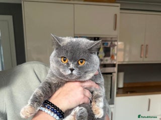 British Shorthair cats Pedigree British shorthair kittens for sale - Advert 14