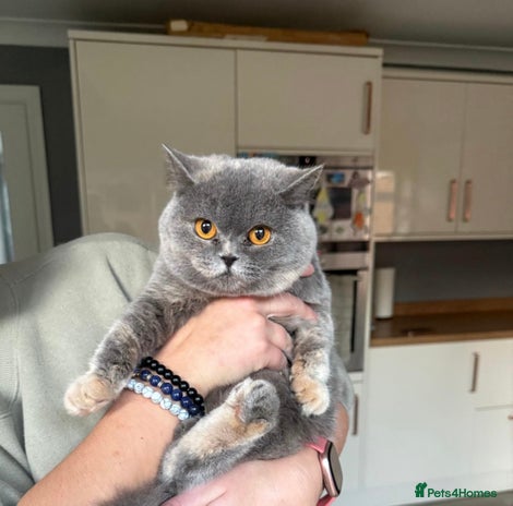 British Shorthair cats Pedigree British shorthair kittens for sale - Advert 4