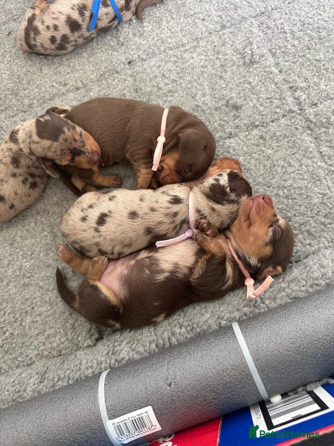 Miniature Dachshund dogs for sale: Smooth haired Miniature Dachshund - Image 3