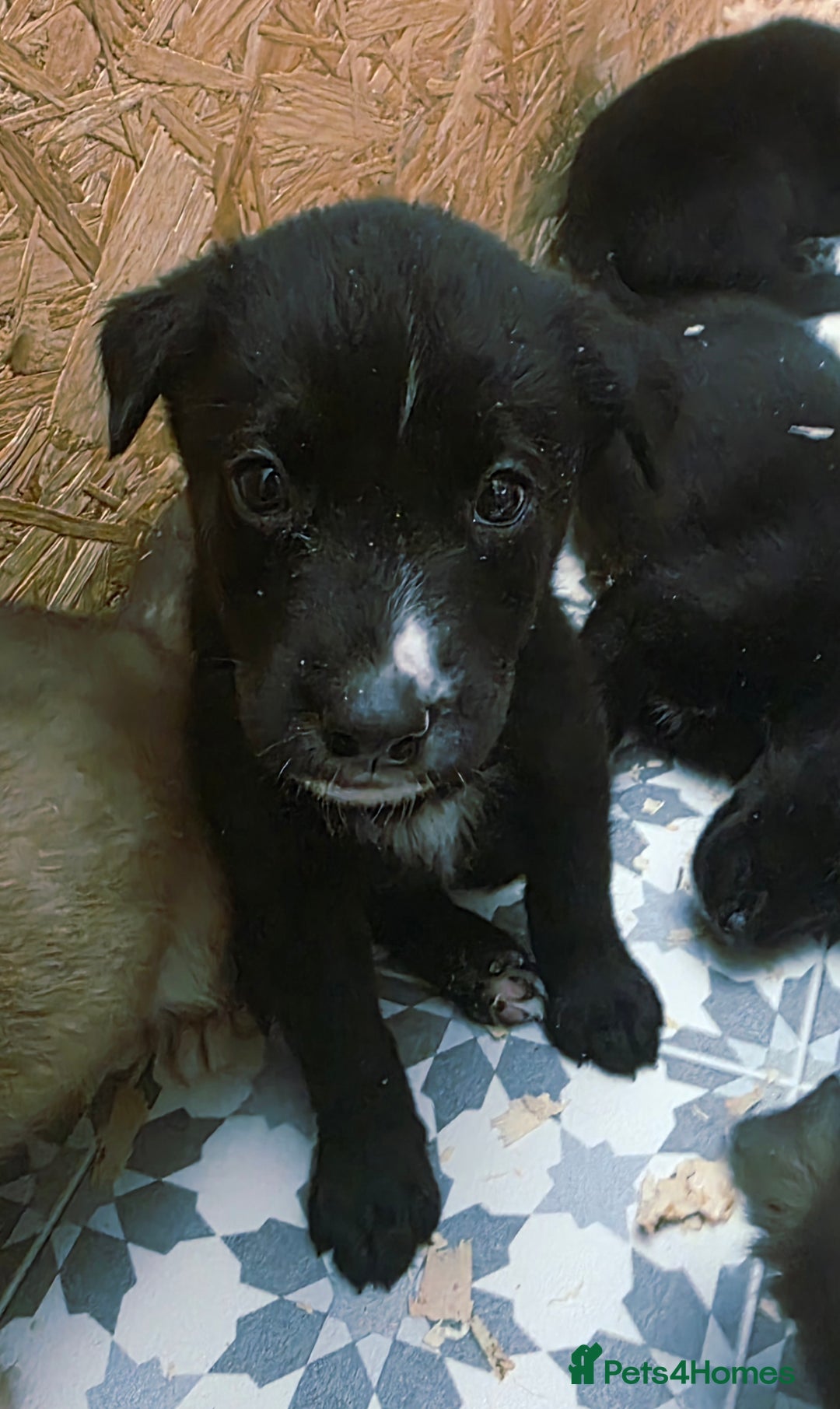 Mixed Breed dogs for sale: STUNNING RED FOX LABRADOR X SPECIAL SIBERIAN HUSKY - Advert 29